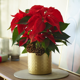 Christmas Poinsettia