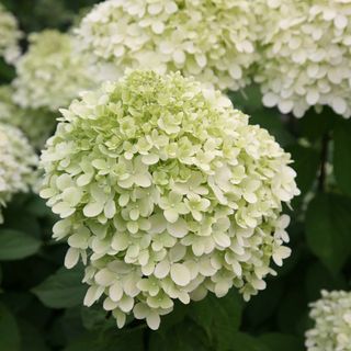 Hydrangea Paniculata 'limelight' (pbr)