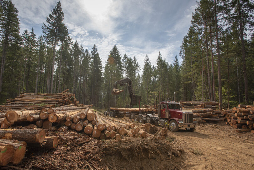 A logging site buzzed with activity as stacked logs awaited loading by a crane into the iconic red truck, set against the backdrop of a sun-dappled forest clearing.