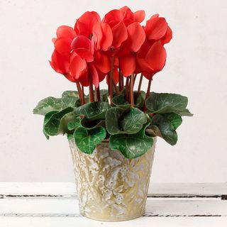 Red Cyclamen in White Gold Pot