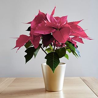 Poinsettia Plant - Christmas Beauty Pink | Real Festive Christmas House Plants | Indoor Potted Plants (40-60cm Incl. Pot)