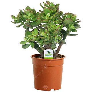 Crassula Ovata Plant in Pot