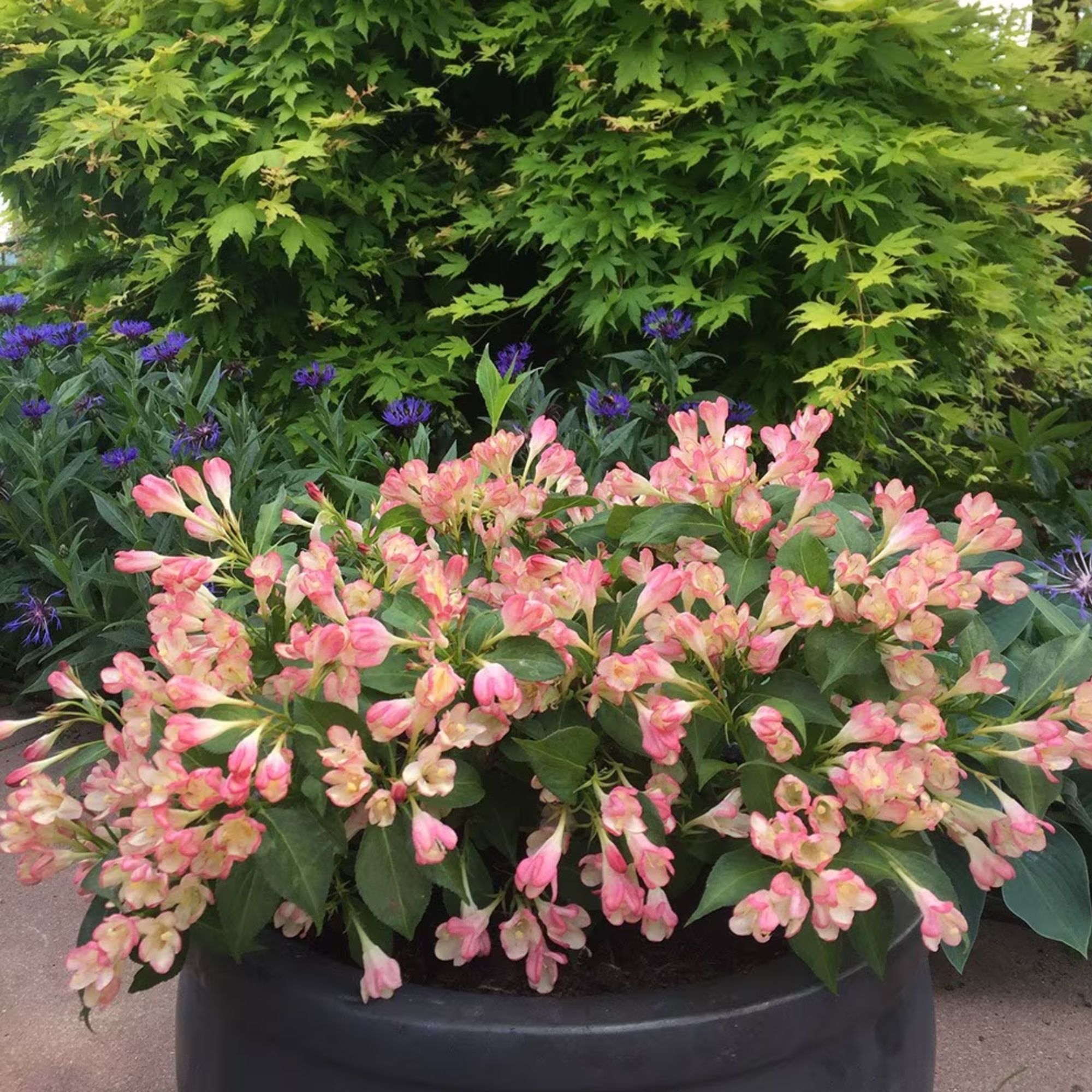 Peach coloured flowers for flower bed ideas