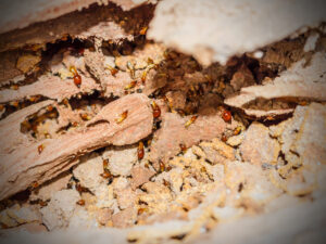 The Tiny Pest That Can Quietly Destroy a Home ~ Fresh Design Blog