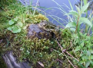 How To Create a Mini Pond Wildlife Haven ~ Fresh Design Blog